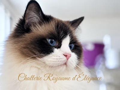 Ancymony Iliana、シールバイカラーのラグドール、Bijouの母猫