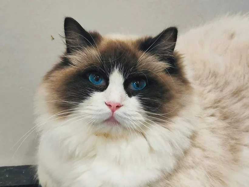 Ancymony Iliana, Ragdoll seal bicolore, mère de Bijou