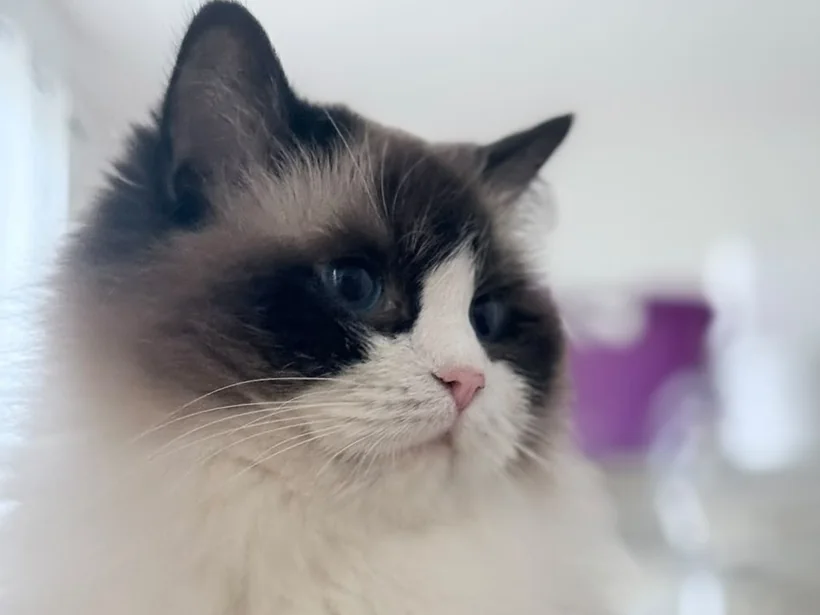 Ancymony Iliana, seal bicolour Ragdoll, Bijou’s mother