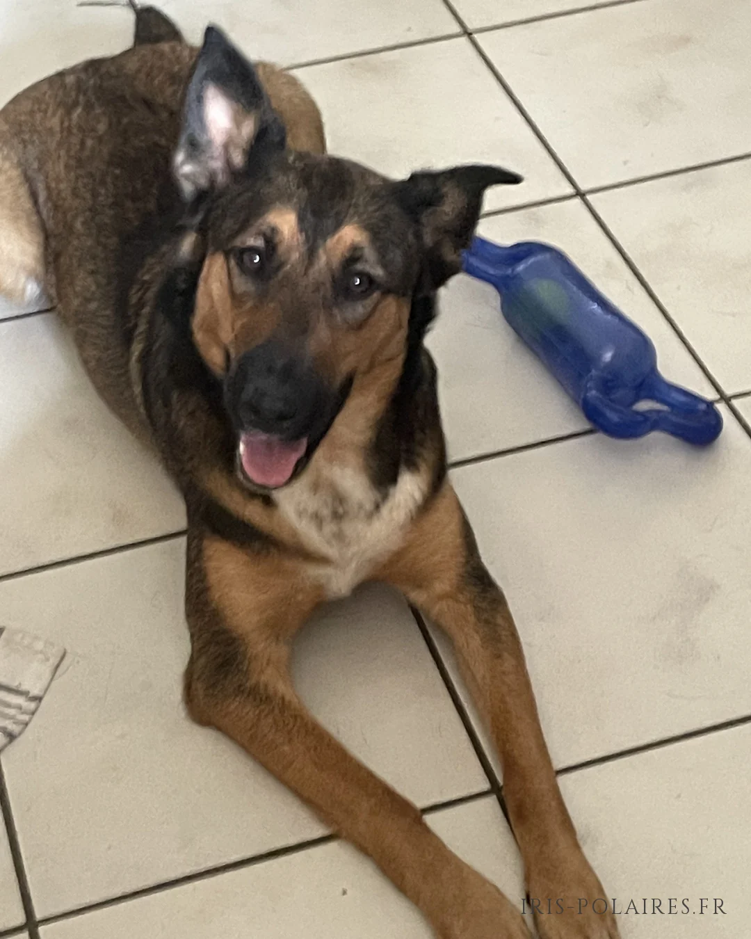 April lying on the tiled floor, one ear up, her blue toy nearby