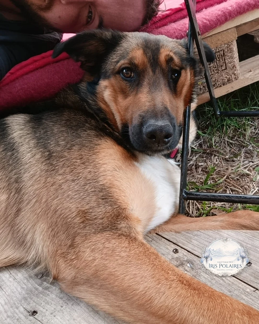 April resting her head, eyes turned to the camera, during a cuddle outdoors