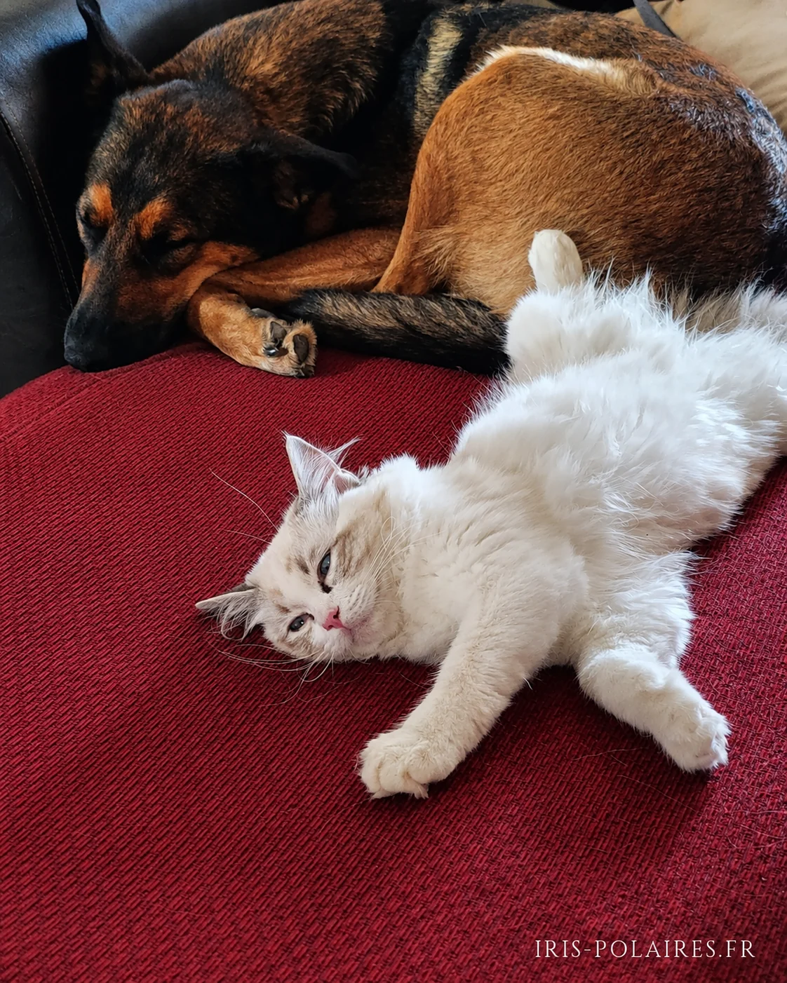 Shared nap on the red sofa: April asleep, Brontë sprawled on her back
