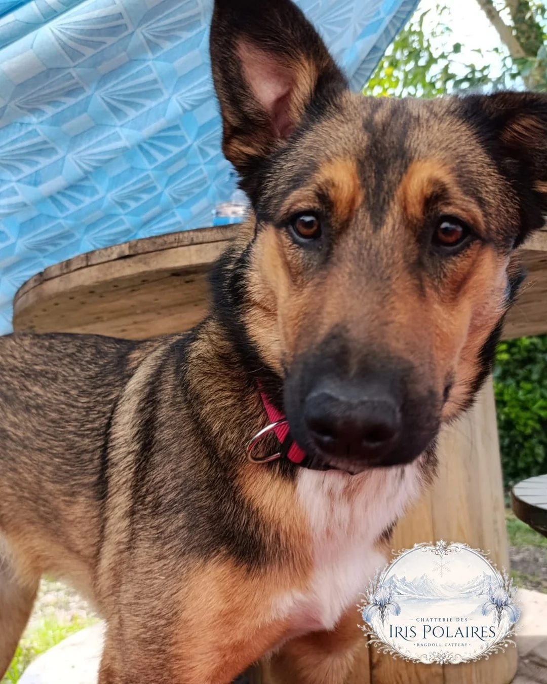 April, Malinois × Bernese Mountain Dog cross, the family dog