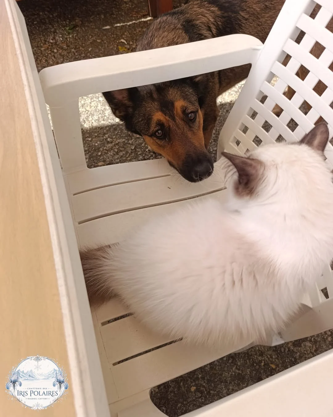 April saying hello through the garden chair