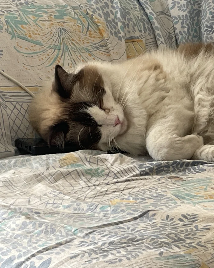 Aranel, femelle Ragdoll seal bicolore, endormie la tête posée sur un téléphone