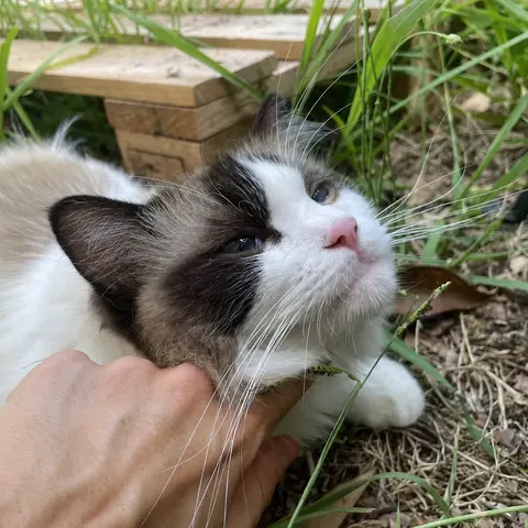 Aranel dans l’herbe, le regard levé, une main sous le menton