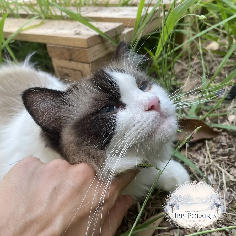 Aranel dans l'herbe, le regard levé, une main sous le menton