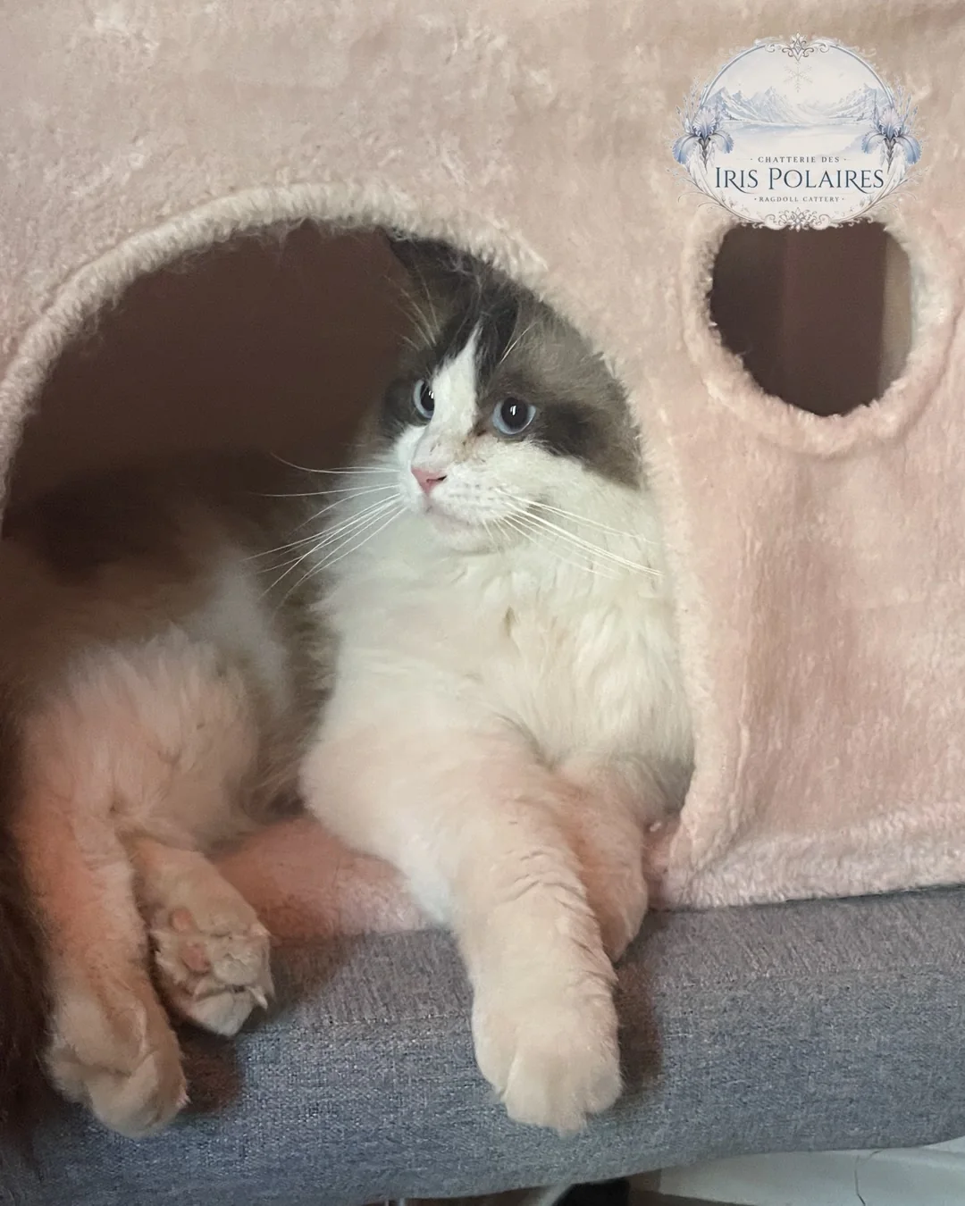 Aranel Star Montdesir, femelle Ragdoll seal bicolore aux yeux bleus, installée dans son arbre à chat