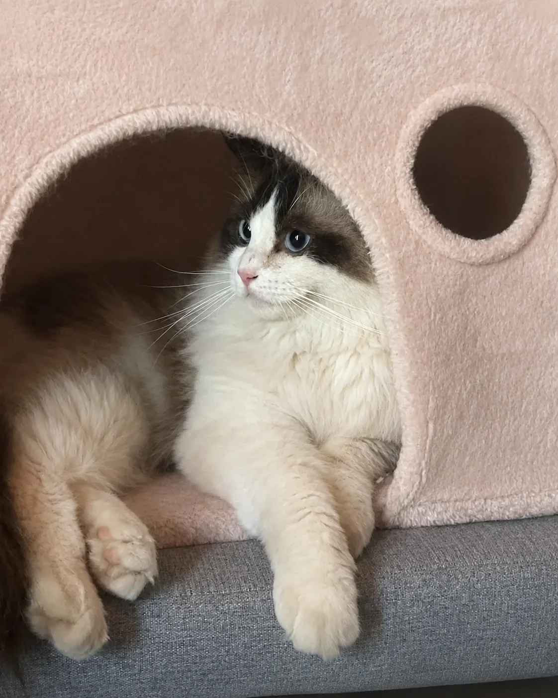Aranel Star Montdesir, seal bicolour Ragdoll female, the cattery’s mascot
