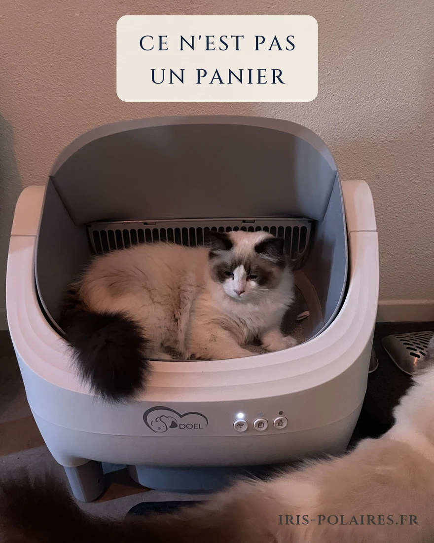 Royaume d’Élégance Bijou settled inside the automatic litter box, as if in a basket