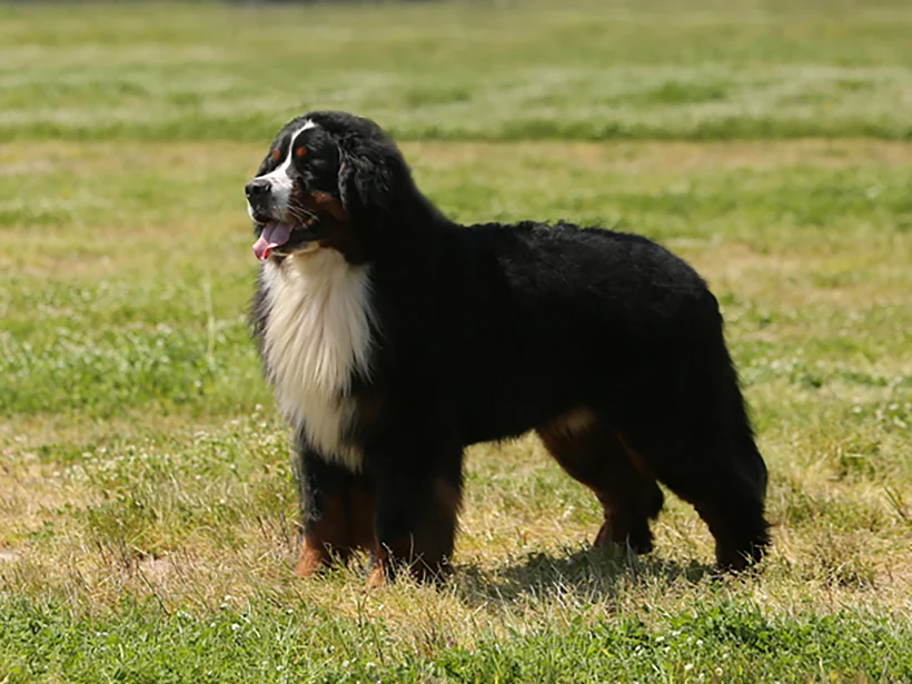 Bernese Mountain Dog — breed illustration photo