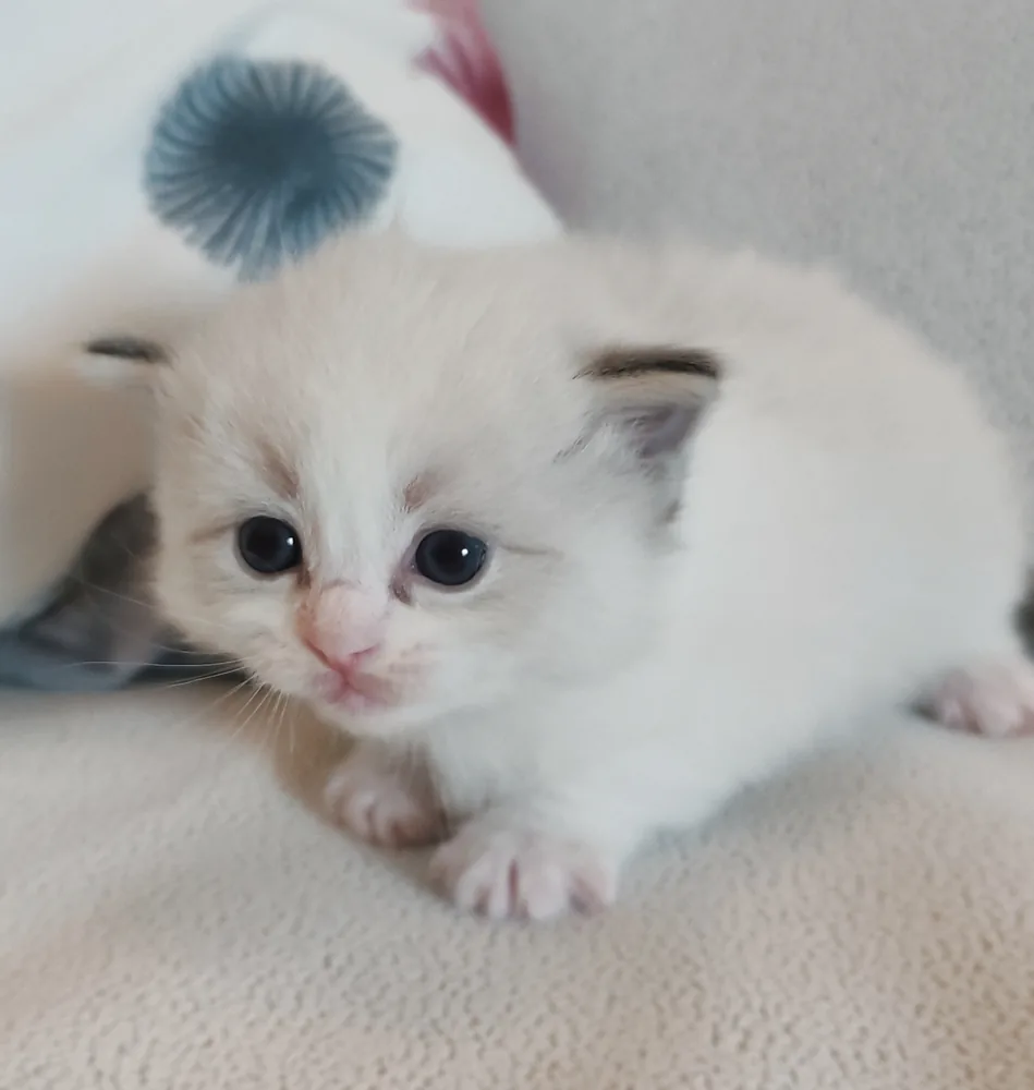 Brontë chaton blottie, tout premier duvet soyeux