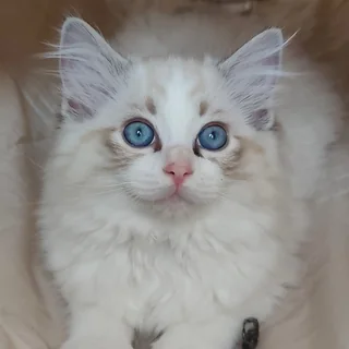 Brontë, chatonne Ragdoll seal tabby point bicolore, à bientôt 12 semaines, masque tabby et yeux bleus