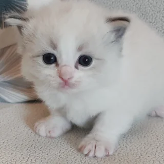 Brontë, chatonne Ragdoll seal tabby point bicolore, à 3 semaines : premiers pas et oreilles encore rondes