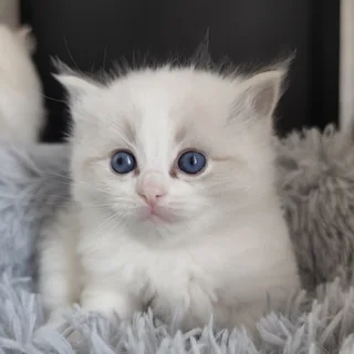 Brontë, chatonne Ragdoll seal tabby point bicolore, à 4 semaines, assise dans un nid de fourrure