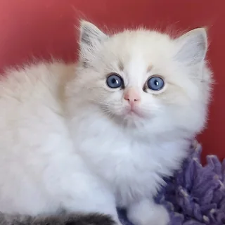 Brontë, chatonne Ragdoll seal tabby point bicolore, à 6 semaines, fourrure soyeuse et yeux bleus