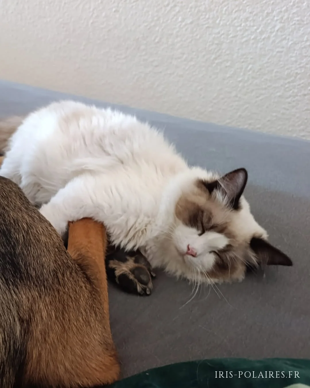 Brontë asleep against April’s paw on the grey sofa