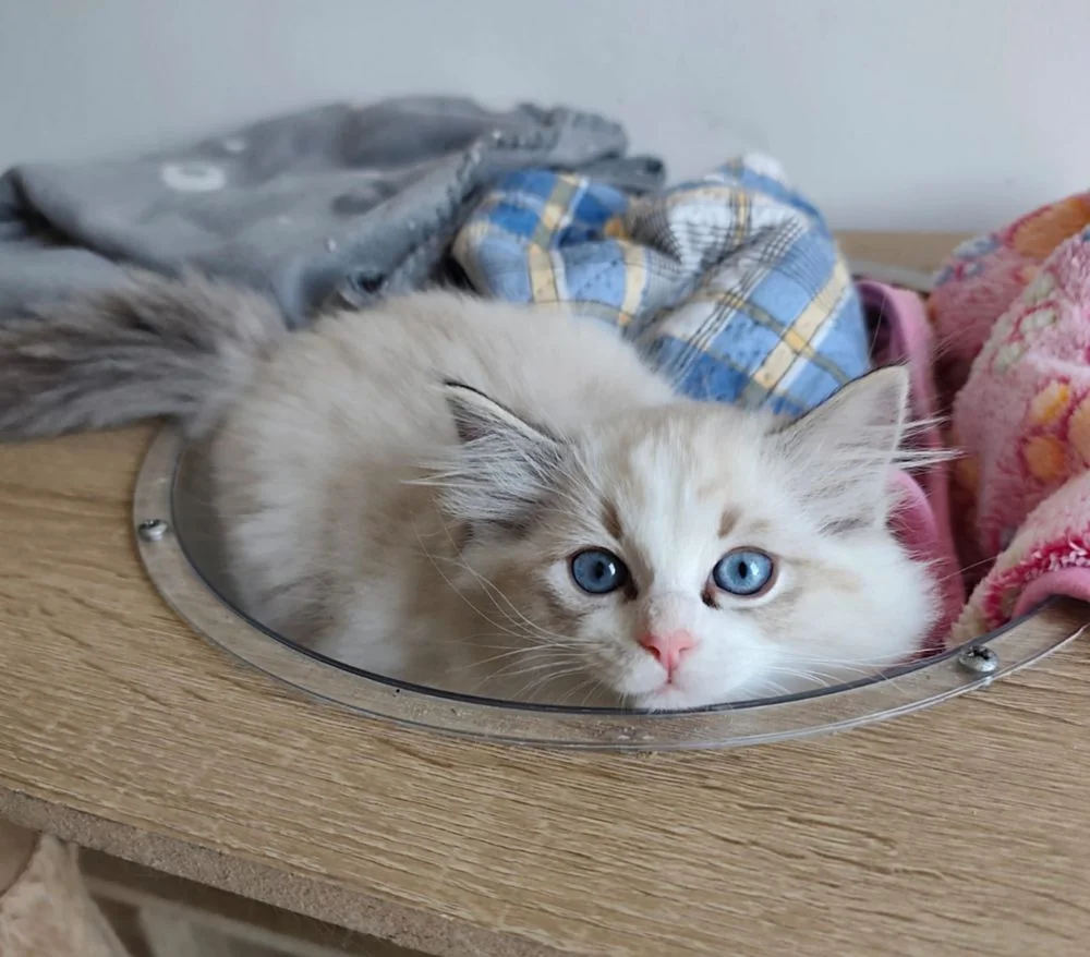 Brontë lovée dans un nid de plaids, grands yeux bleus
