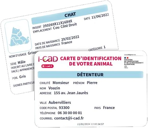 Example of a cat’s I-CAD identification card, front and back