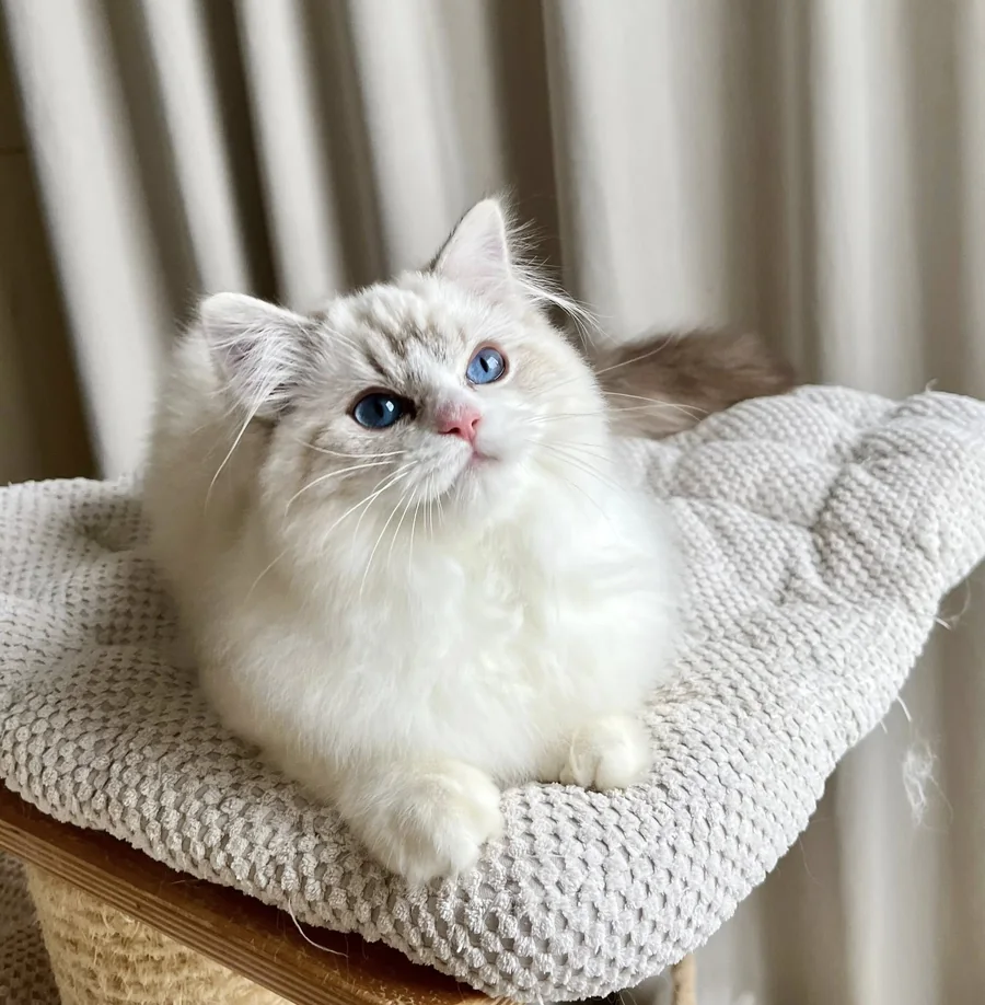 Young blue-eyed Ragdoll kitten lying peacefully on a blanket