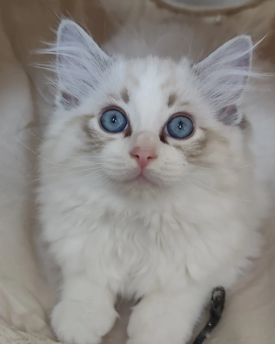 Echo de Narcisse Brontë, seal tabby point bicolour Ragdoll kitten, facing the camera, big blue eyes