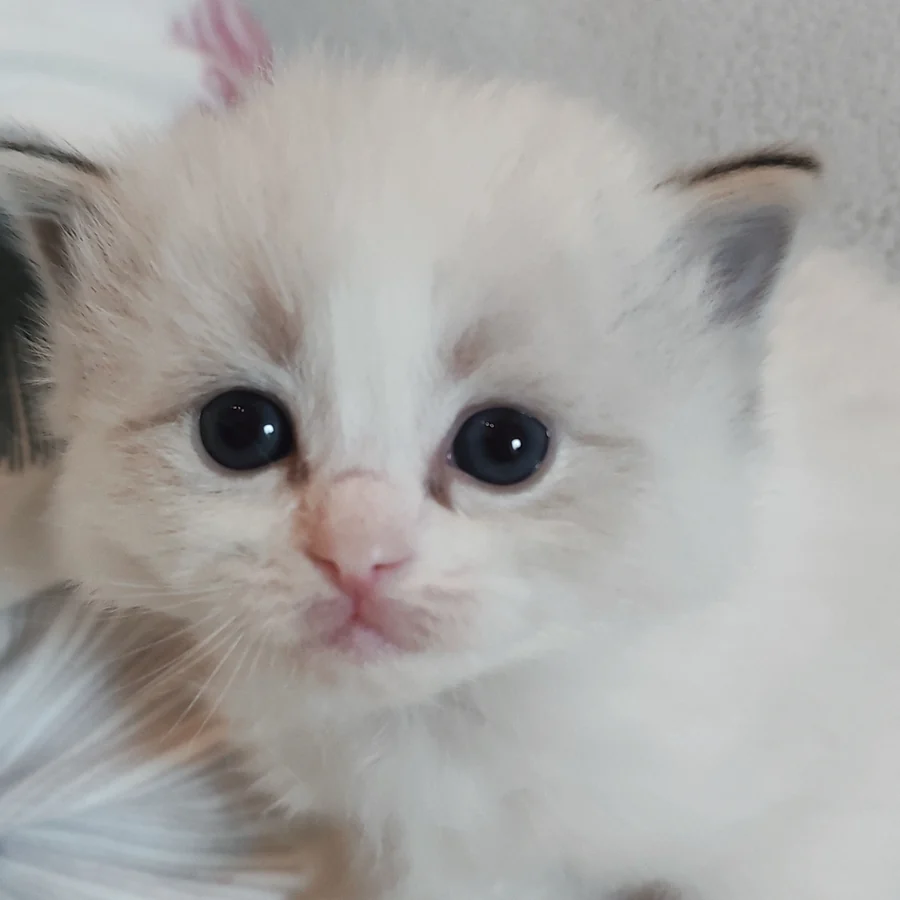 Ragdoll kitten a few weeks old, big blue eyes and outlined ears, at her birth cattery
