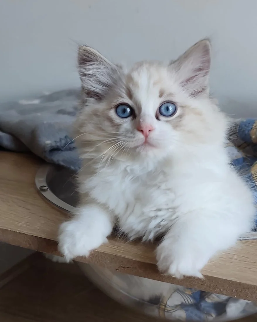 Echo de Narcisse Brontë, future reproductrice Ragdoll seal tabby point bicolore aux yeux bleus
