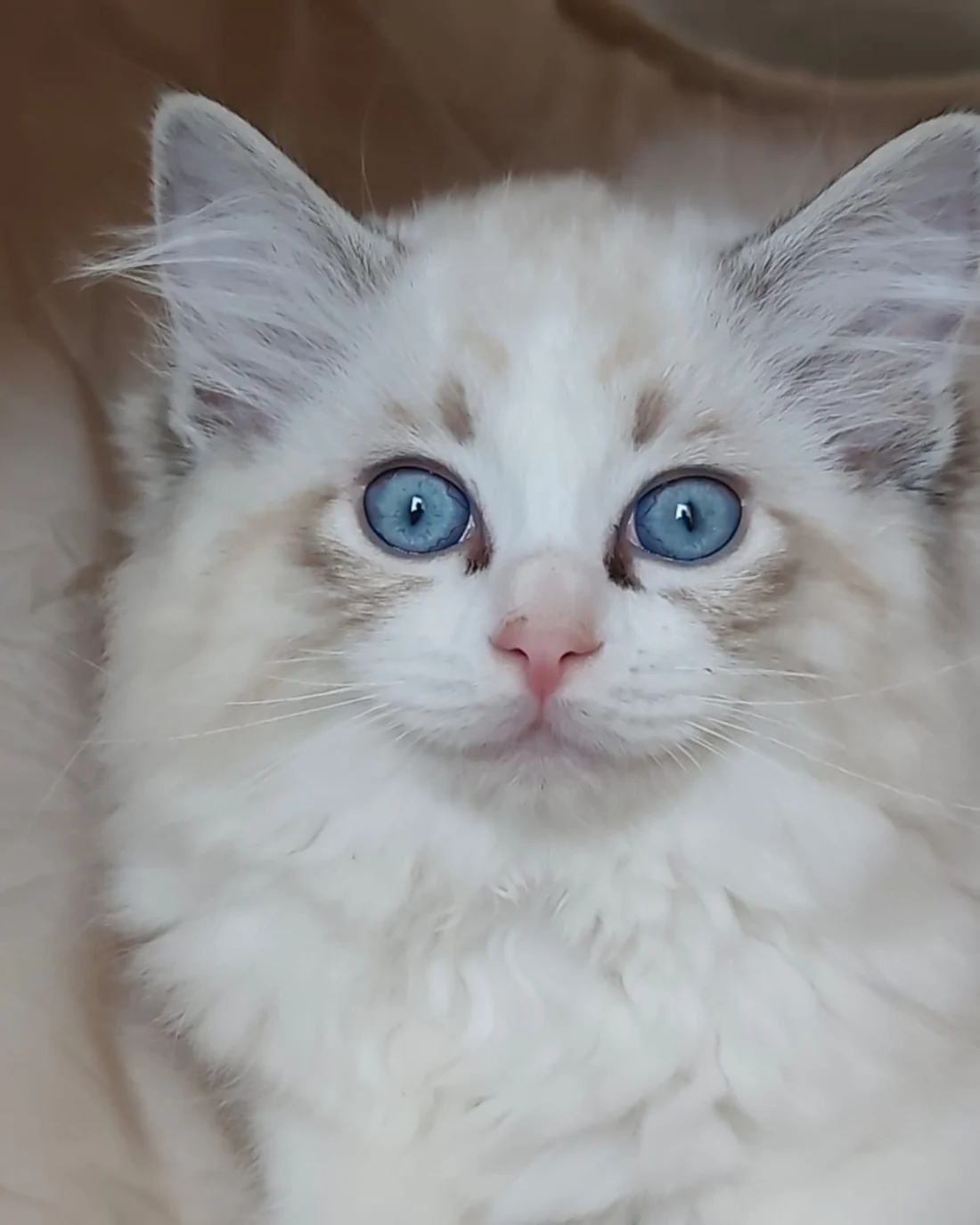 Echo de Narcisse Brontë, junge Ragdoll-Kätzin in Seal Tabby Point Bicolor, frontal, mit aufgerichteten Ohren und großen blauen Augen