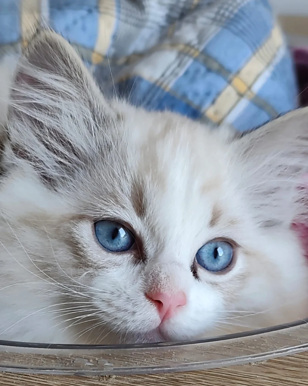 Echo de Narcisse Brontë, seal tabby point bicolour Ragdoll kitten with big blue eyes, nestled in her basket