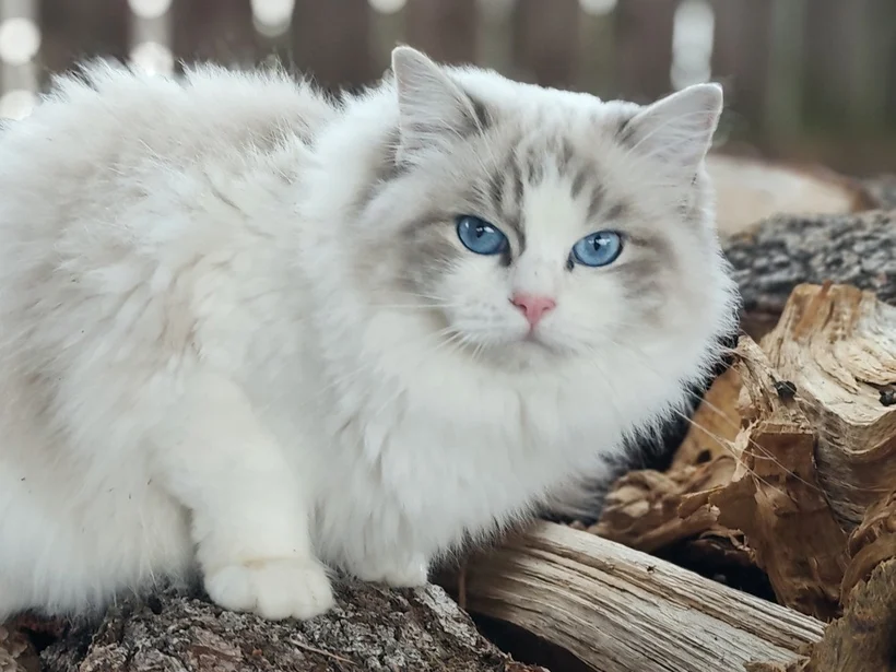 Echo de Narcisse Zeend S、ブルータビー・バイカラーのラグドール、Echo de Narcisse Brontëの母猫