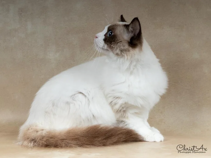 S. CH. Koci Eden Trevor *PL, Ragdoll seal bicolore, père d'Aranel