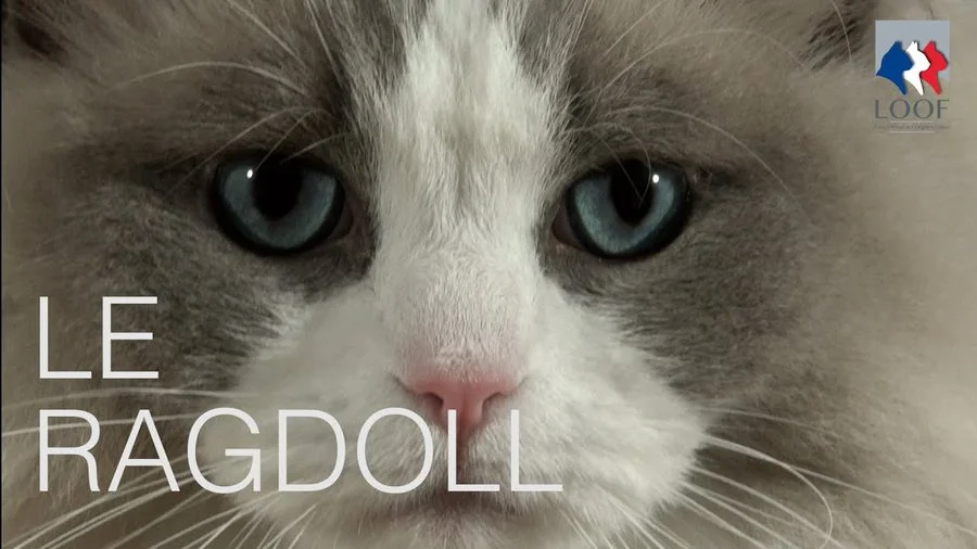 Le Ragdoll &mdash; pr&eacute;sentation du LOOF