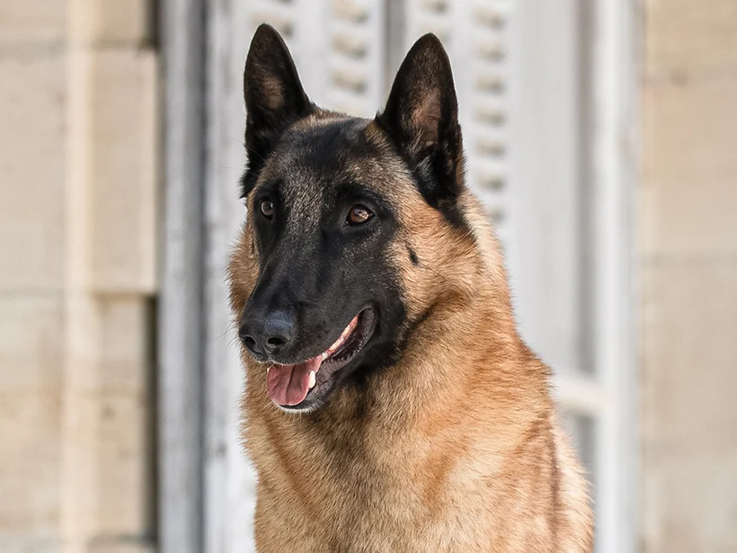 Malinois, short-haired Belgian Shepherd — breed illustration photo