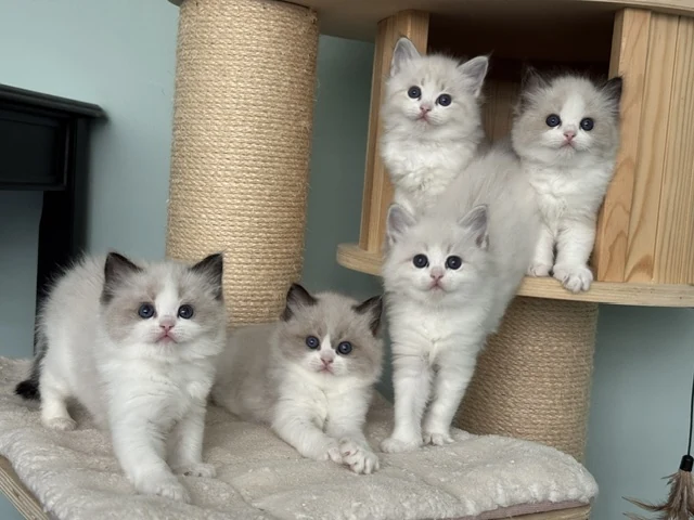 Portée de chatons Ragdoll bicolores réunis sur leur arbre à chat