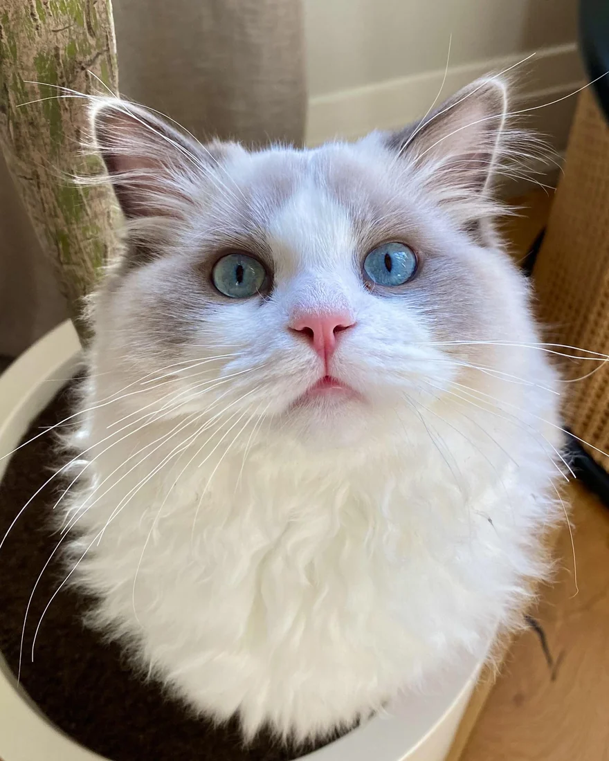 Bicolour Ragdoll sitting in his bed, gaze raised, waiting for his bowl