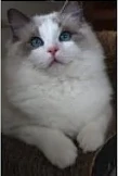 Ragdoll bicolore avec la juste quantité de blanc