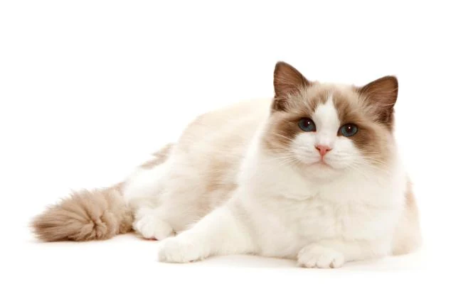Ragdoll bicolore couch&eacute;, d&eacute;tendu, le regard calme &mdash; illustration du temp&eacute;rament paisible de la race