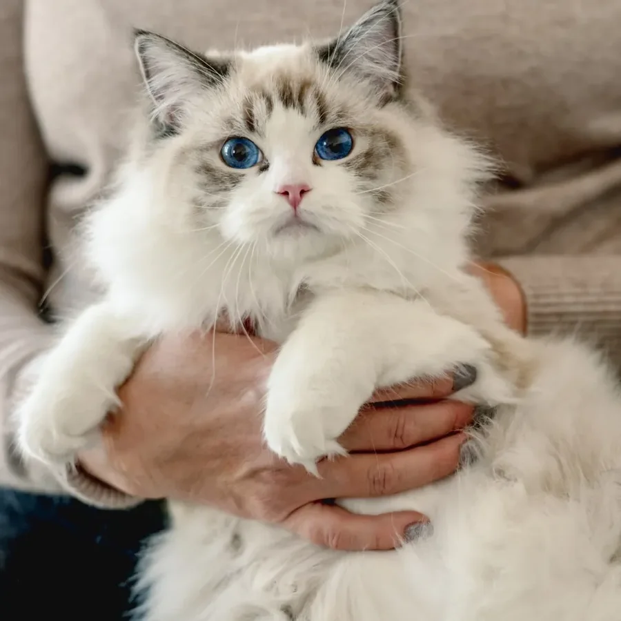 Blue-eyed Ragdoll cuddled in its owner’s arms