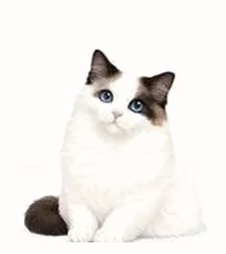 Ragdoll mid high white, blanc étendu