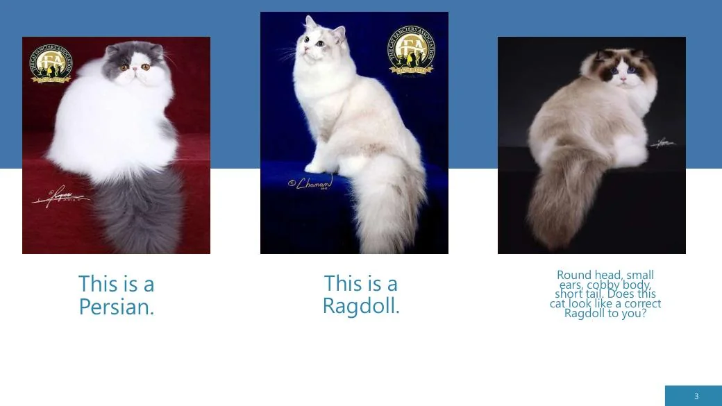 Ragdoll Revisited (CFA), diapositive 3