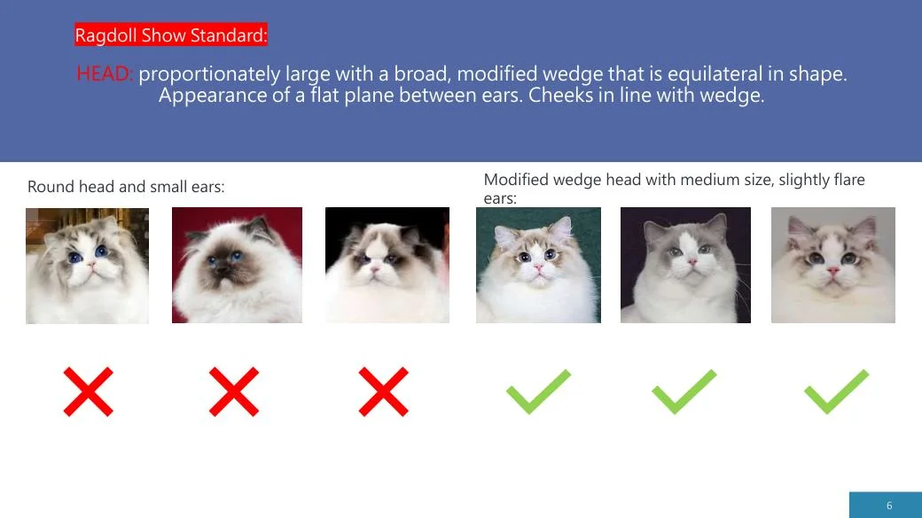 Ragdoll Revisited (CFA), diapositive 6