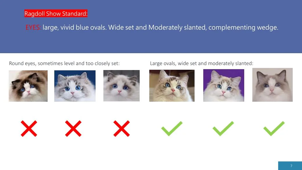 Ragdoll Revisited (CFA), diapositive 7