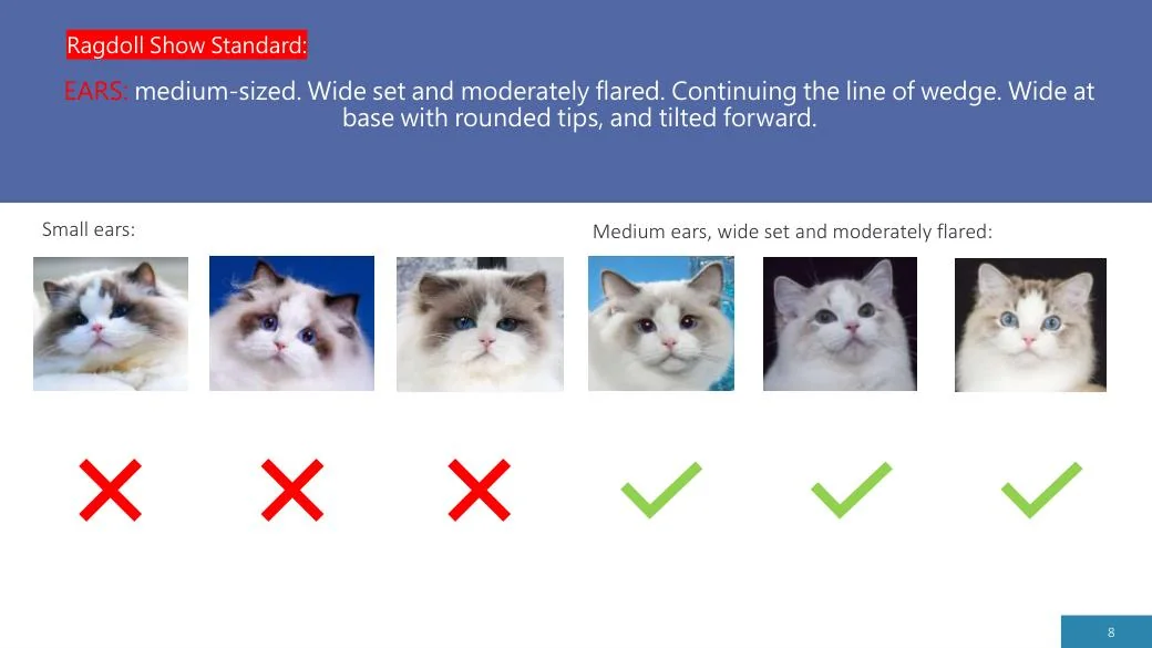 Ragdoll Revisited (CFA), diapositive 8