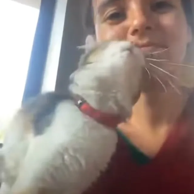 The kitten found in the hedge, nestled against Laura’s chin