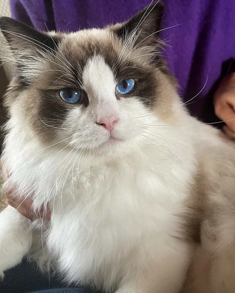 Royaume d’Élégance Bijou mit acht Monaten, junger Ragdoll-Kater in Seal-Bicolor auf dem Arm, weißer Kragen und blauer Blick