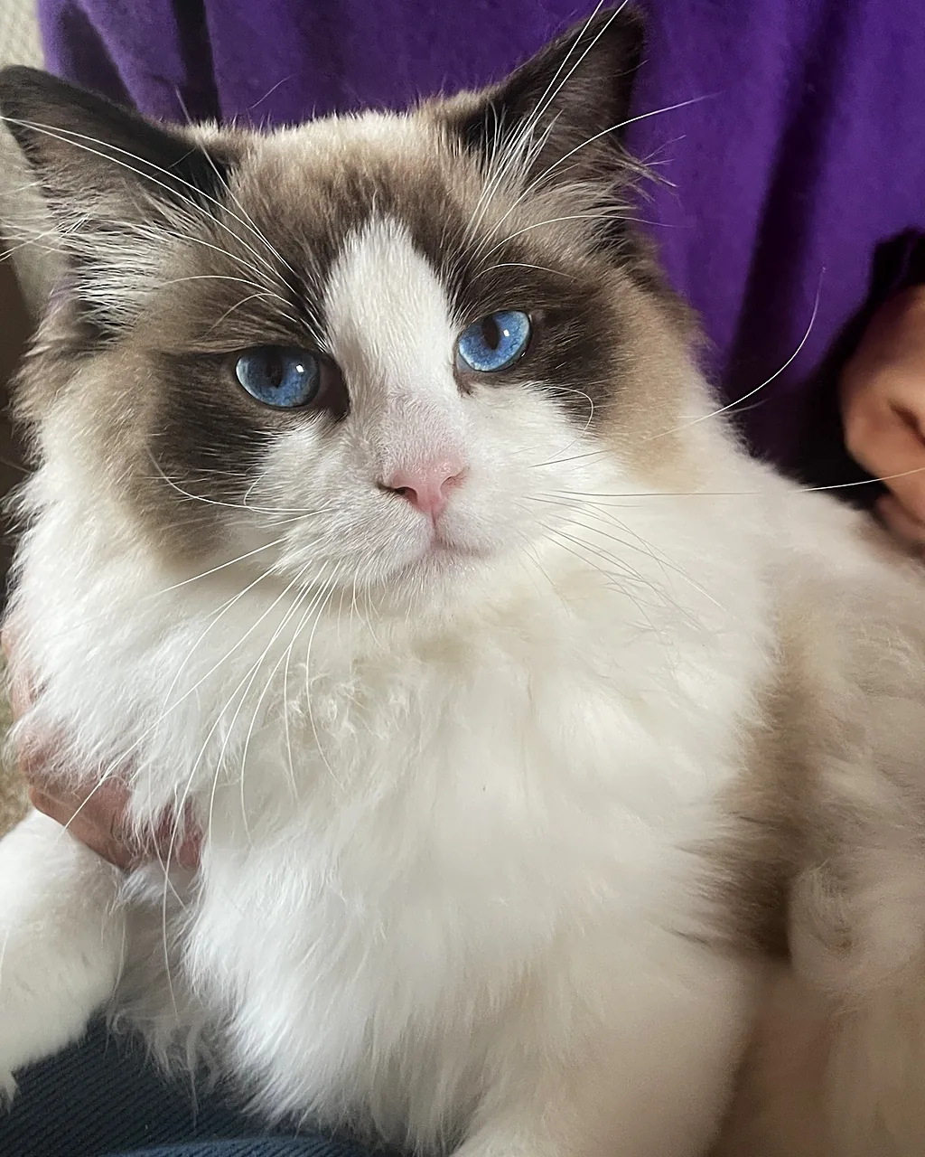 Royaume d’Élégance Bijou at eight months, young seal bicolour Ragdoll male held in arms, white ruff and blue gaze