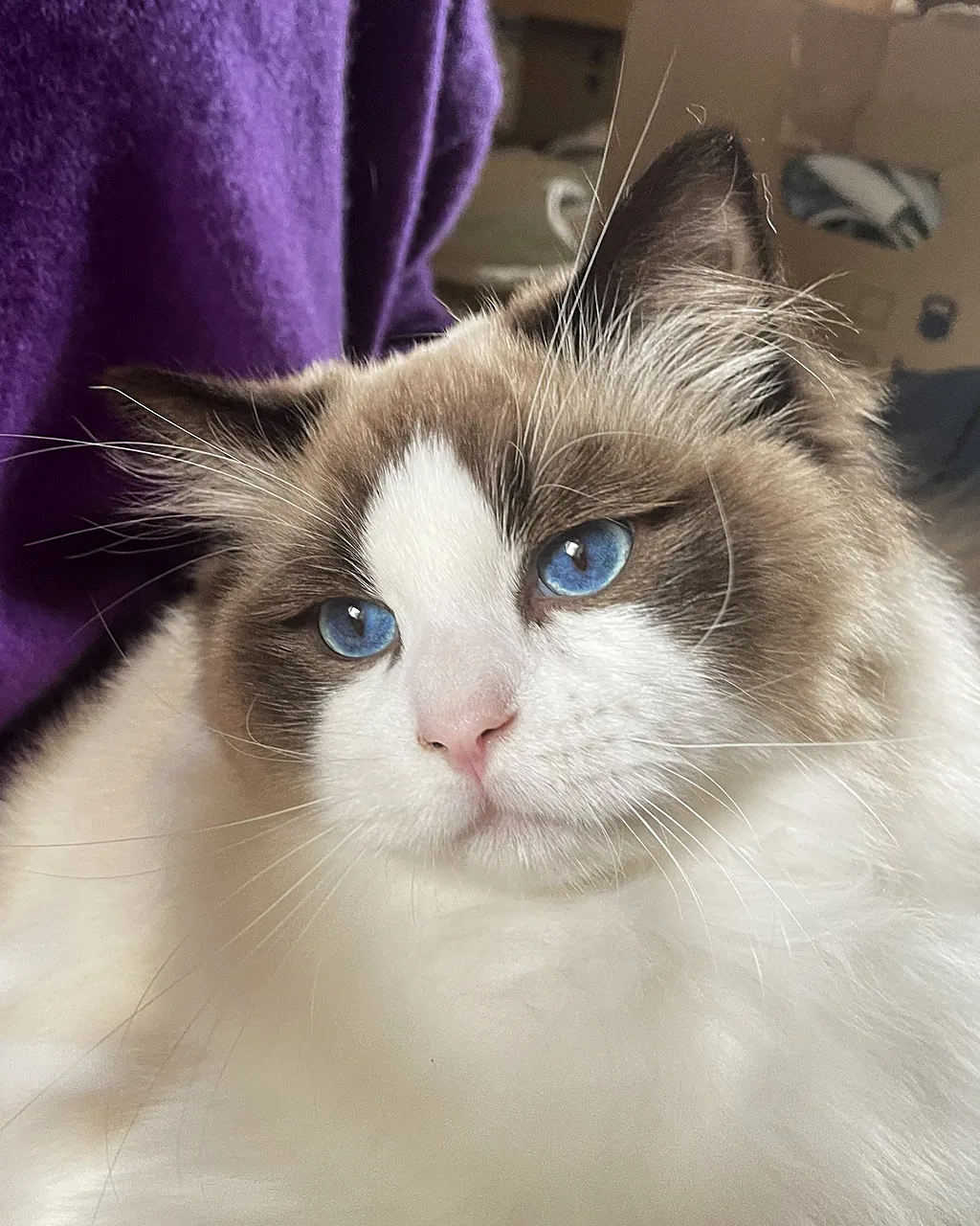 Royaume d’Élégance Bijou at eight months in close-up, seal mask, pink nose and sapphire-blue eyes