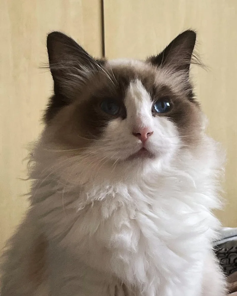 Royaume d’Élégance Bijou at seven months, a head-on portrait, seal mask and big blue eyes