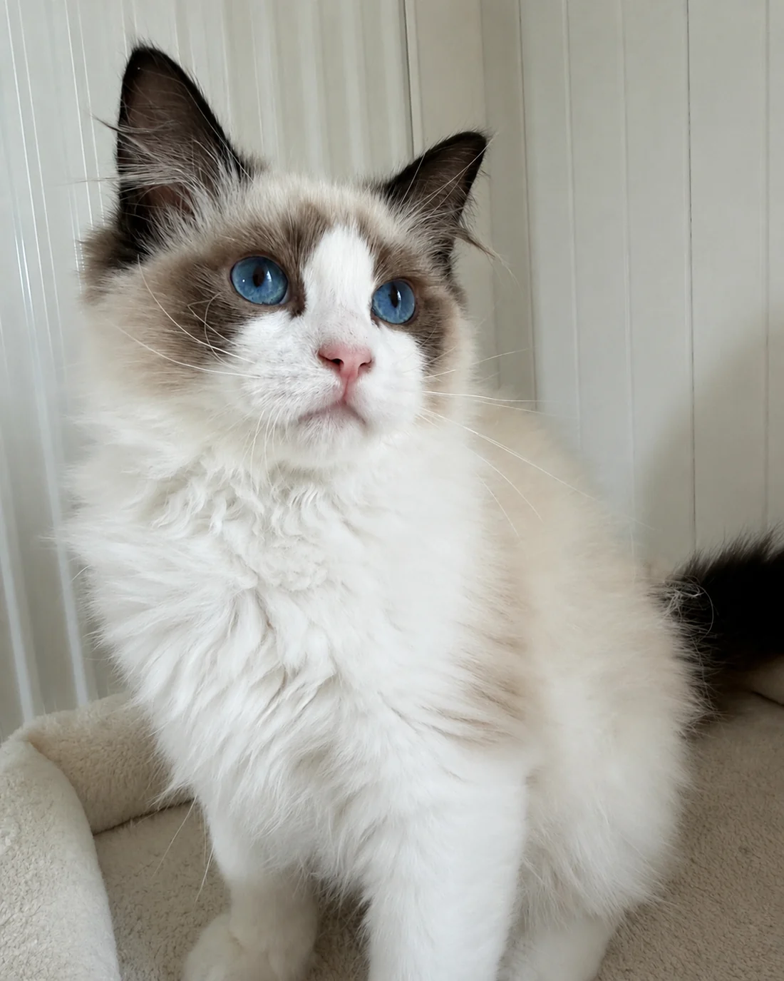 Royaume d’Élégance Bijou, junger Ragdoll-Kater in Seal-Bicolor, sitzend, mit vollem Kragen und blauem Blick