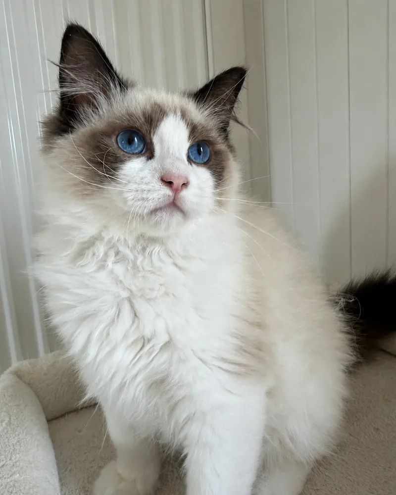 Royaume d’Élégance Bijou sitting proudly — the gaze of a true prince